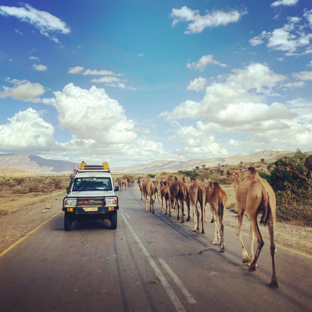An MSF Land Cruiser passes a caravan of camels as the team assess an area of Tigray, northern Ethiopia