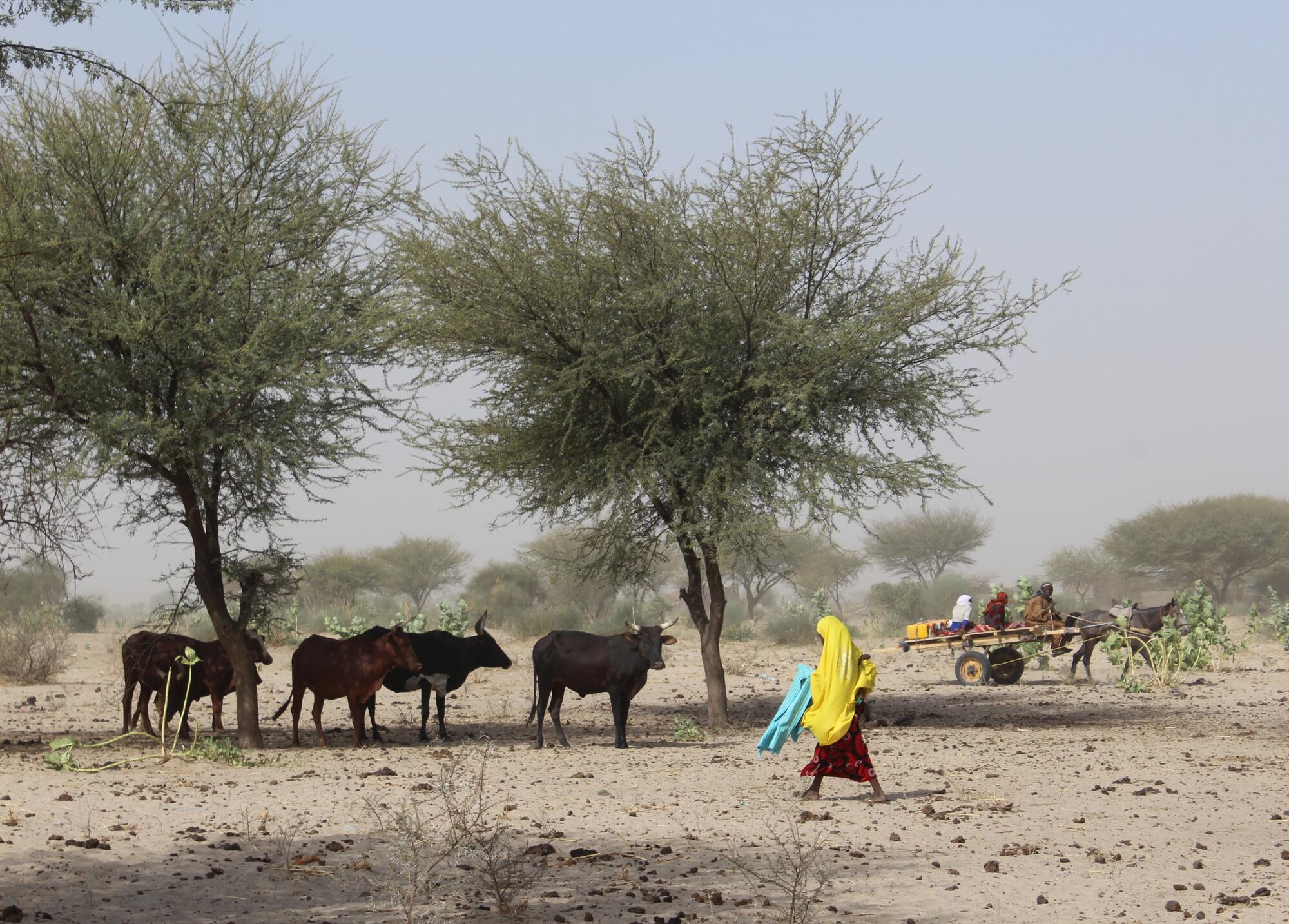 Kurangnya curah hujan memperburuk situasi malnutrisi yang sudah parah di Chad
