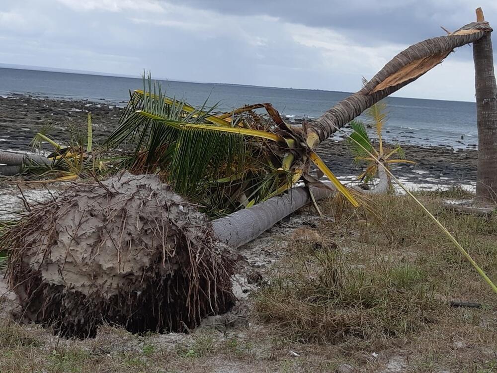 Uprooted and damaged trees on Matemo Island in Cabo Delgado province, following Cyclone Kenneth