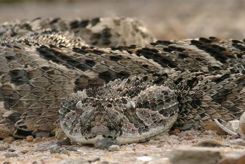 Photo of a snake in South Sudan