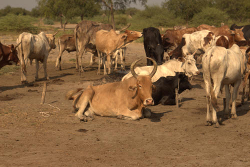 Cattle camps on the route. Cattle camps on the route.