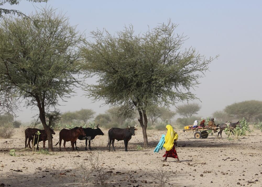Much of the local economy in Hadjer Lamis province depends on the rearing of livestock, however, this has become increasingly difficult due to poor rainfall