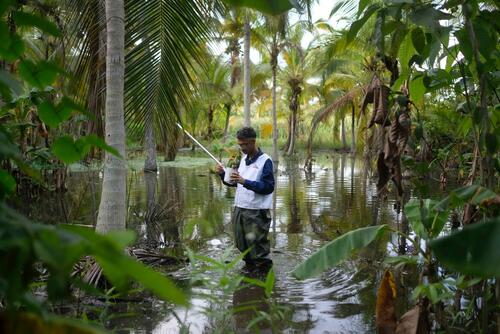 MSF biologist Melfran Herrera searches for Anopheles mosquito larvae in a swamp in Sucre, northeast Venezuela