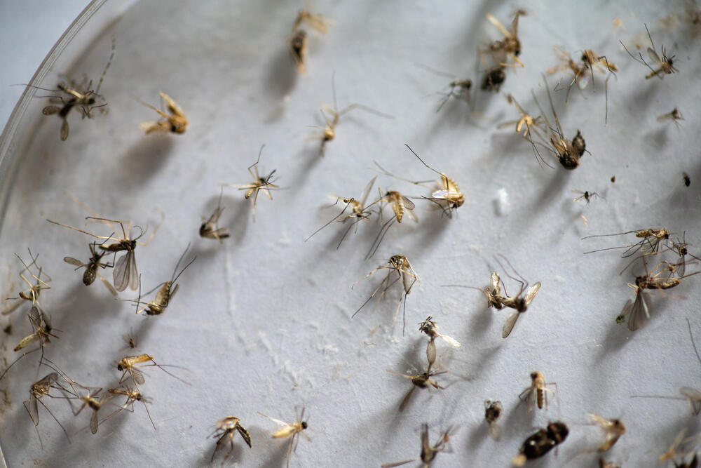 Mosquitoes caught with the traps are analysed under a microscope to understand which species they belong to.