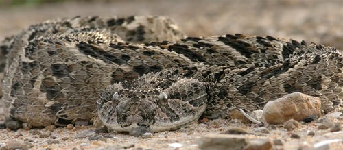 Snake in South Sudan.png Snake in South Sudan.png
