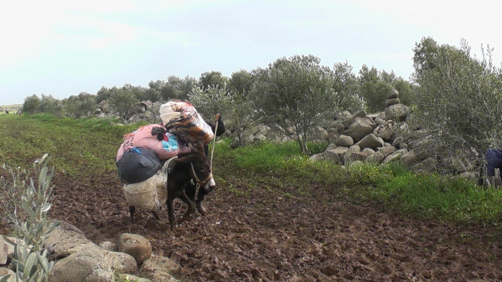 Lékaři bez hranic dopravují zdravotnické zásoby do severního Hómsu na oslech.
